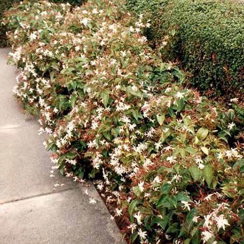 A square image of angel wing jasmine growing by the side of a pathway.