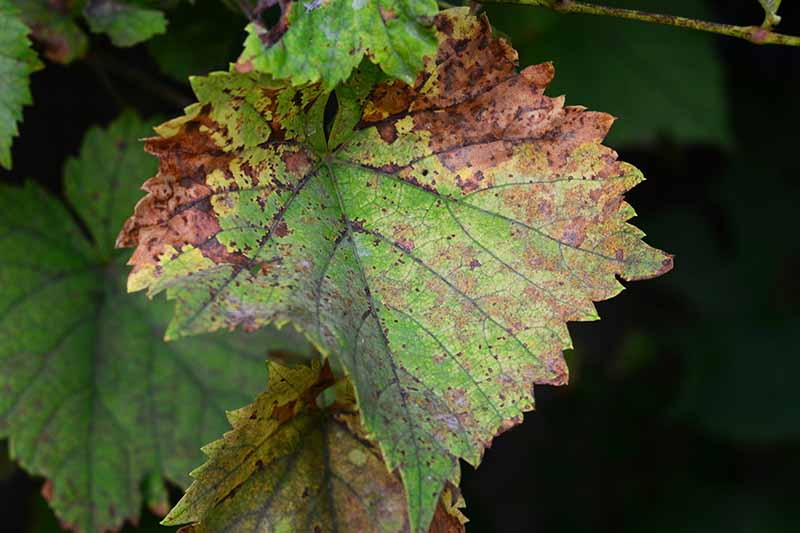 A close up horizontal image of the foliage of a grapevine suffering from anthracnose pictured on a soft focus background.