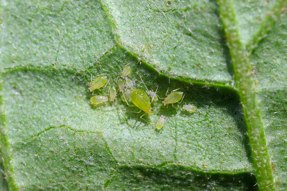 A close up horizontal image of a cluster of aphids on the underside of a leaf.