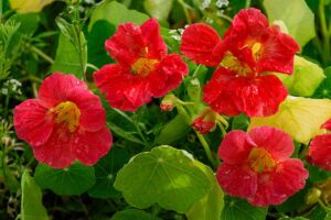 A close up horizontal image of bright red nasturtium flowers (Tropaeolum majus) growing in the garden surrounded by foliage.