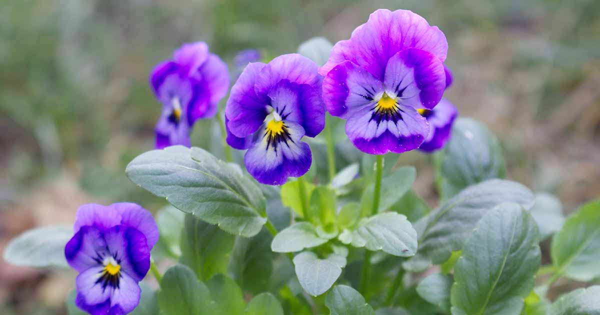 Pansy Palooza! Pansy Recipes from The Good Earth Team! - The Good Earth  Garden Center