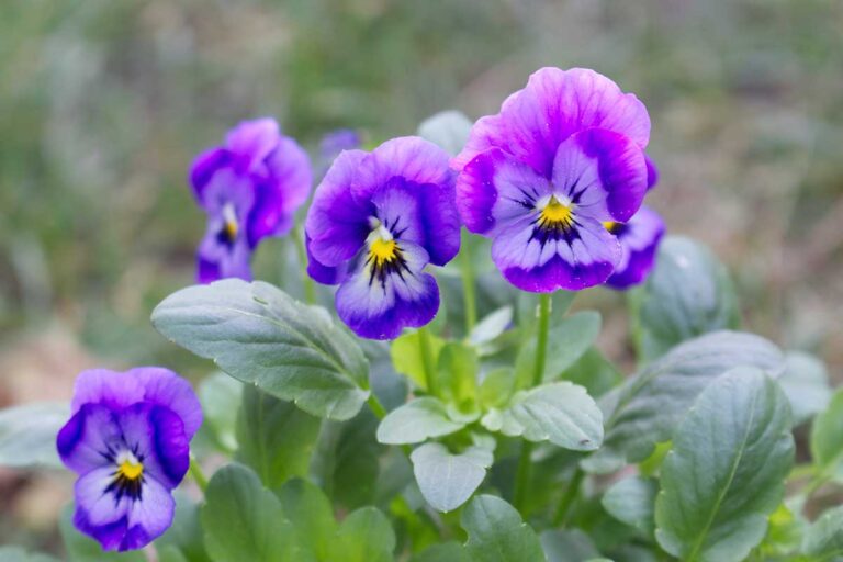 A close up horizontal image of purple pansy flowers growing in the garden pictured on a soft focus background.