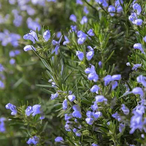 A square image of 'Arp' rosemary growing in the garden in full bloom.