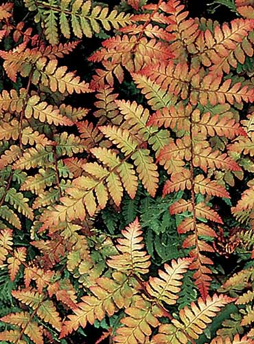 A close up of the red and yellow foliage of an autumn fern, so named for the color of its leaves.