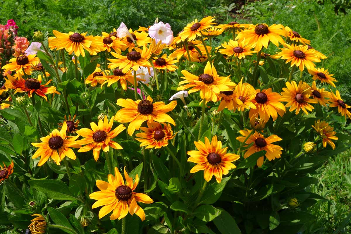 A horizontal image of Rudbeckia hirta 'Autumn Forest' flowers growing in the summer garden.
