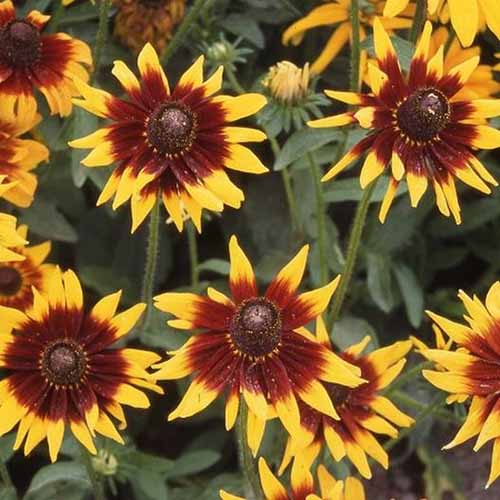 A close up of the bicolored deep red and yellow flowers of Rudbeckia hirta 'Autumn Forest' growing in the garden.