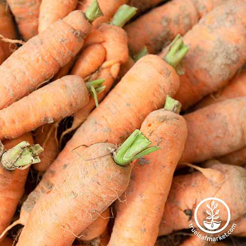 A close up square image of a pile of 'Autumn King' carrots. To the bottom right of the frame is a white circular logo with text.