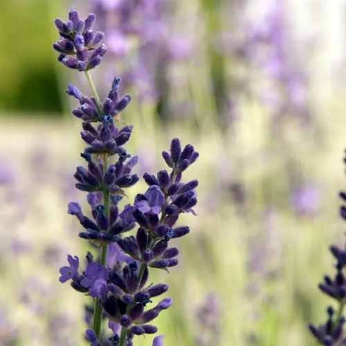 A close up square image of the flowers of Lavandula angustifolia 'Avignon Early Blue' pictured on a soft focus background.