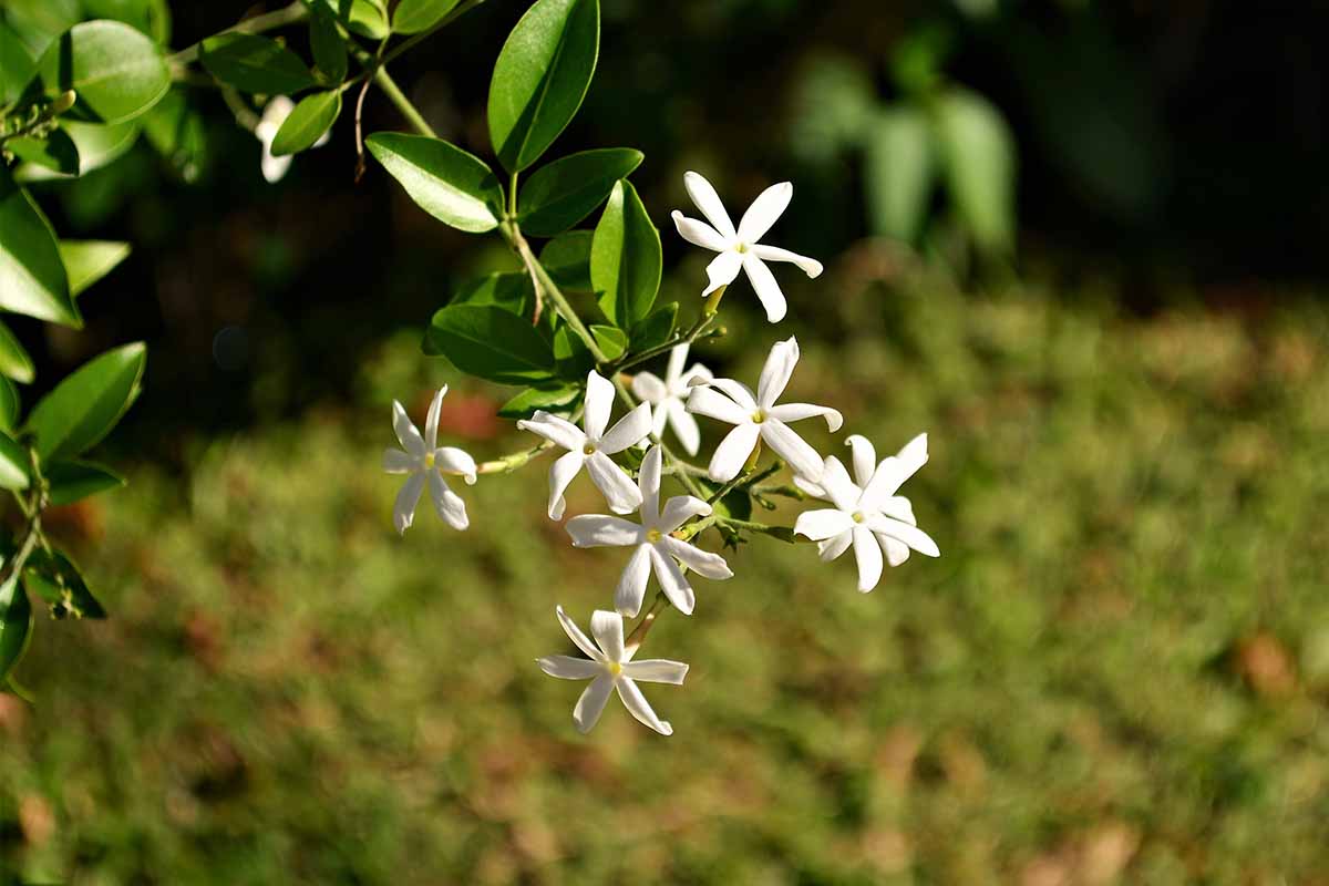 A close up horizontal image of Azorean jasmine flowers growing in the garden pictured in bright sunshine on a soft focus background.