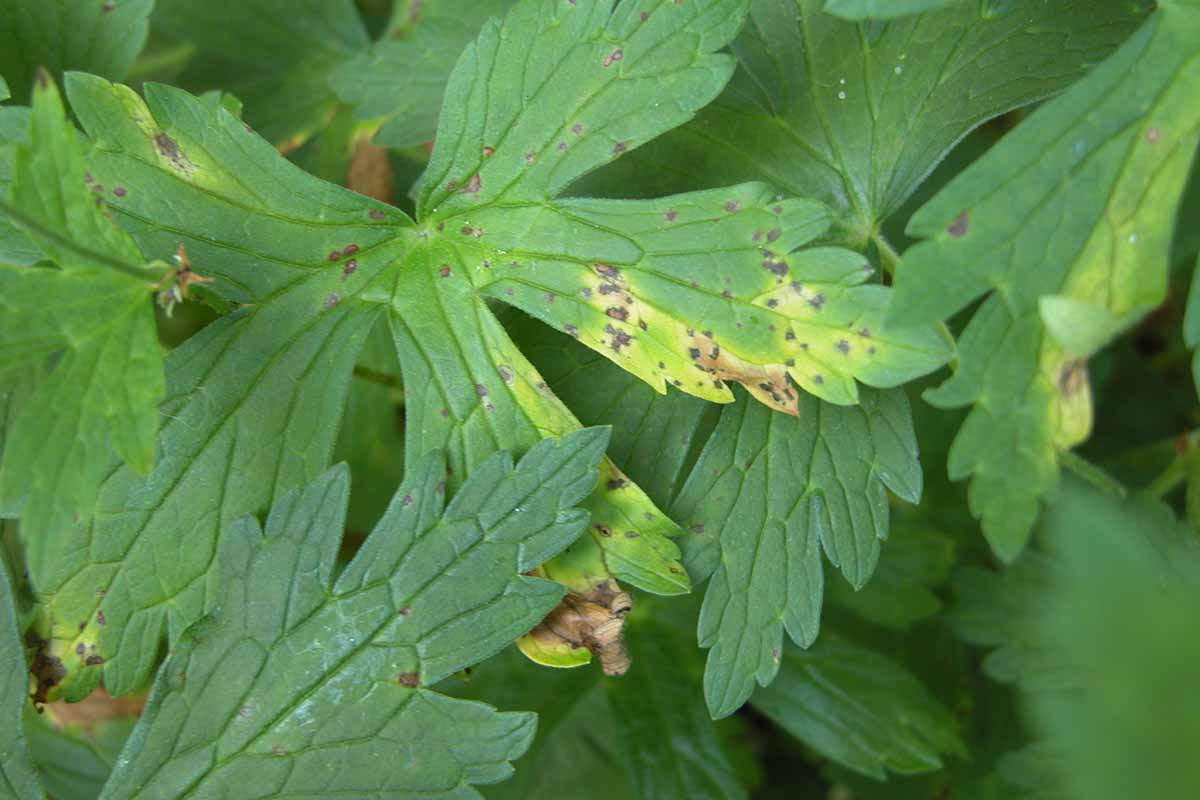 A close up horizontal image of pelargonium foliage suffering from bacterial blight.
