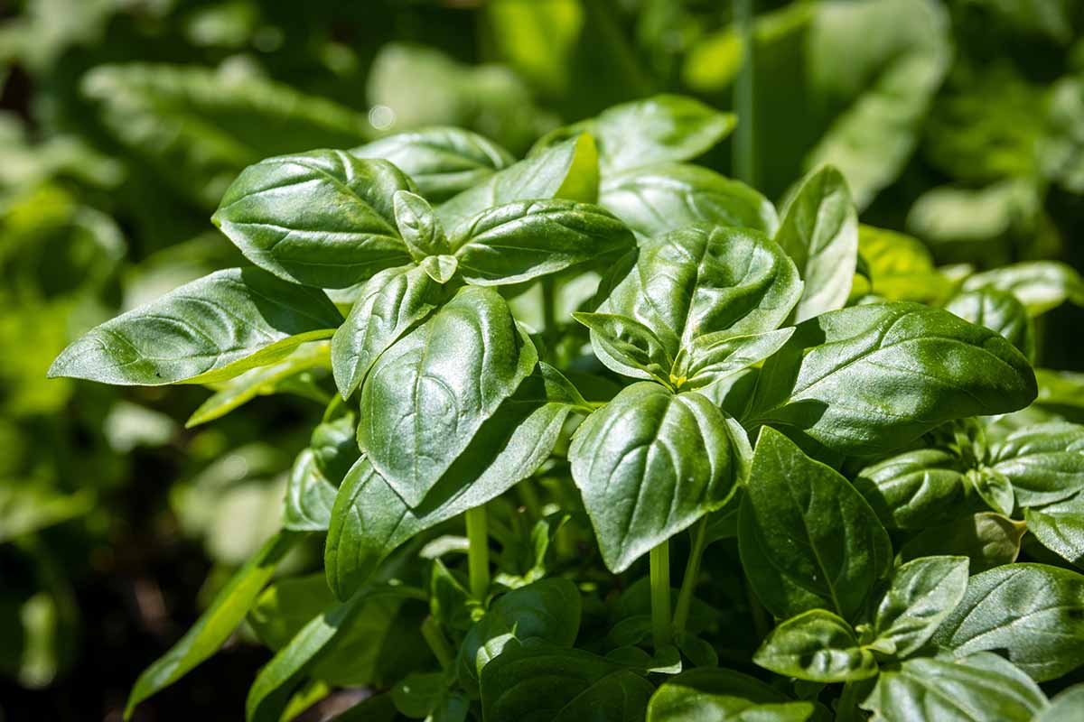 A close up of basil growing in the herb garden pictured in light sunshine.