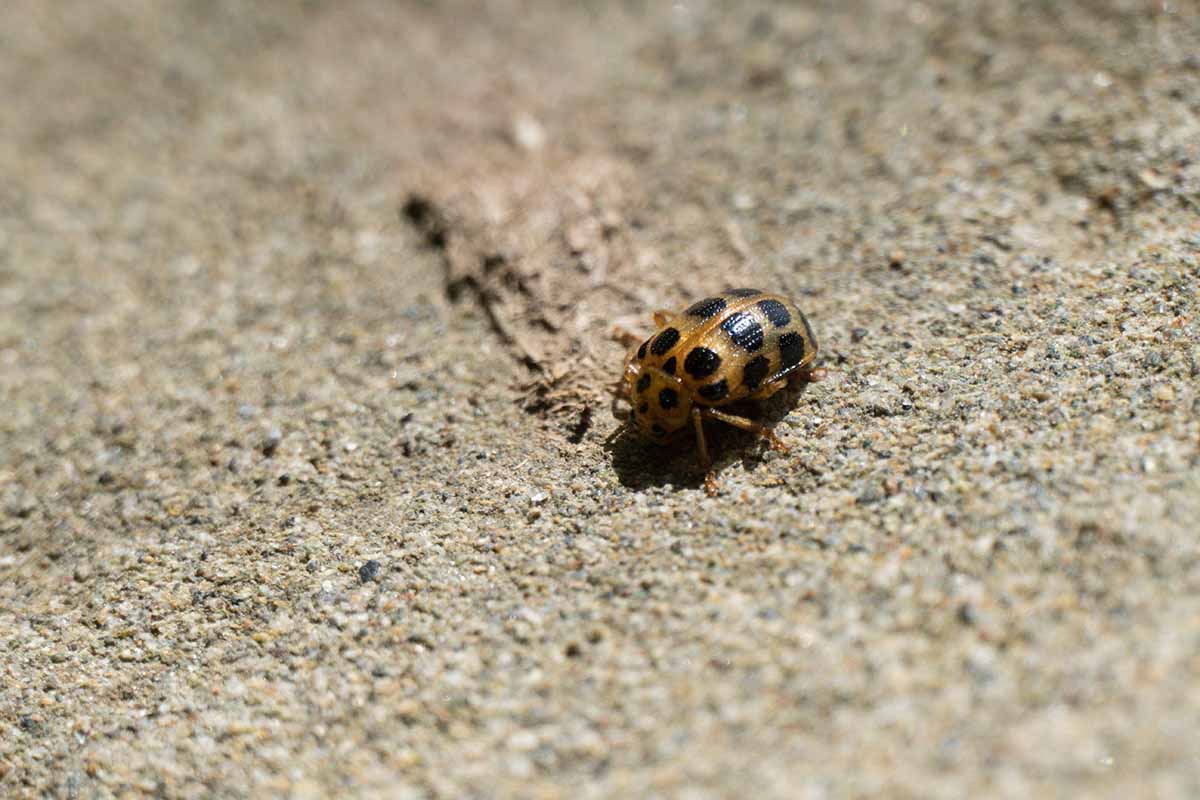 A close up horizontal image of a bean leaf beetle on the ground.