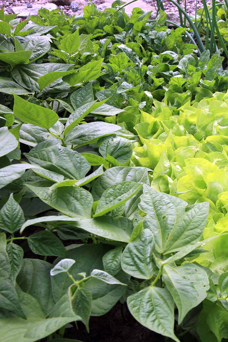 A close up vertical image of lettuce growing in a polyculture garden.