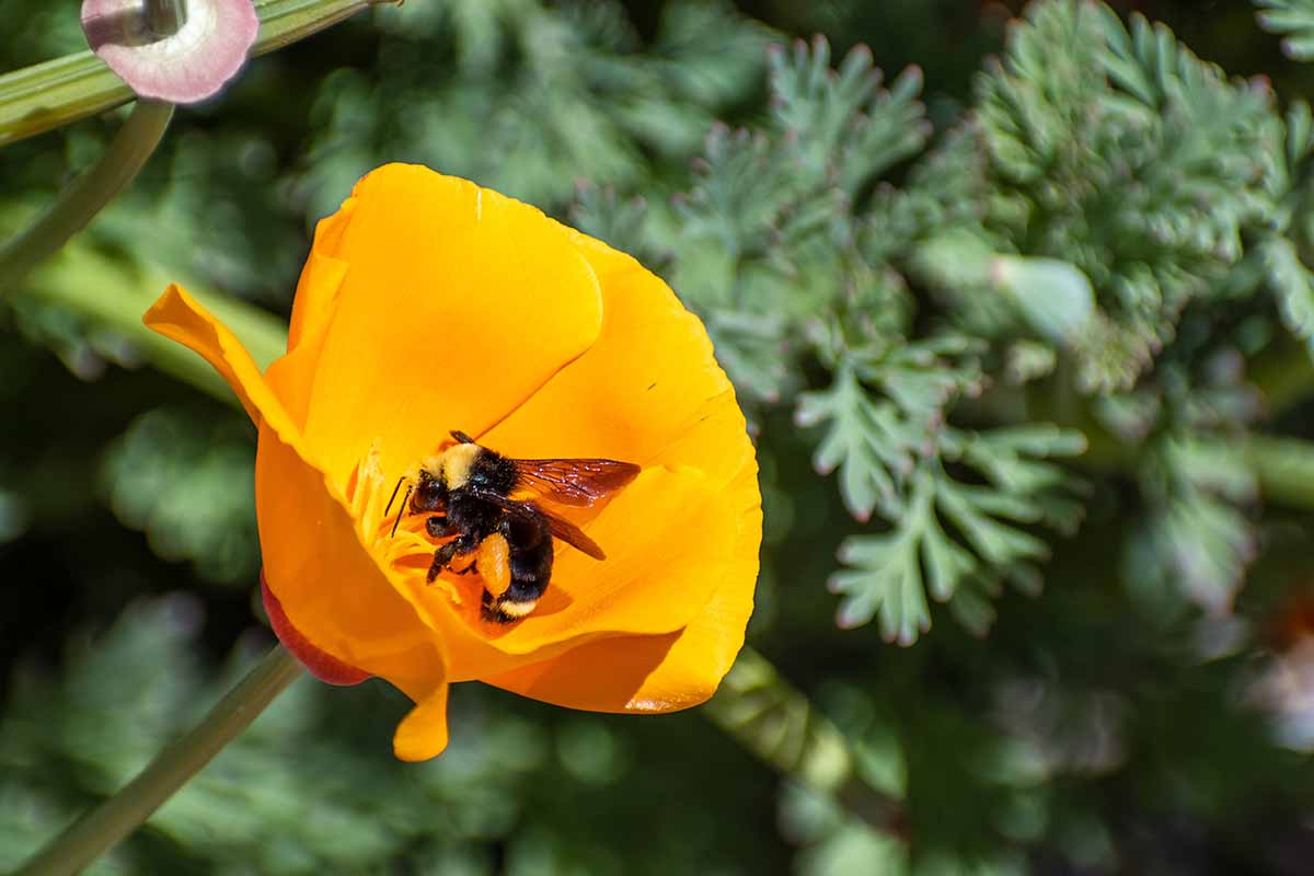 A close up horizontal image of a bee pollinating a bright orange flower pictured on a soft focus background.