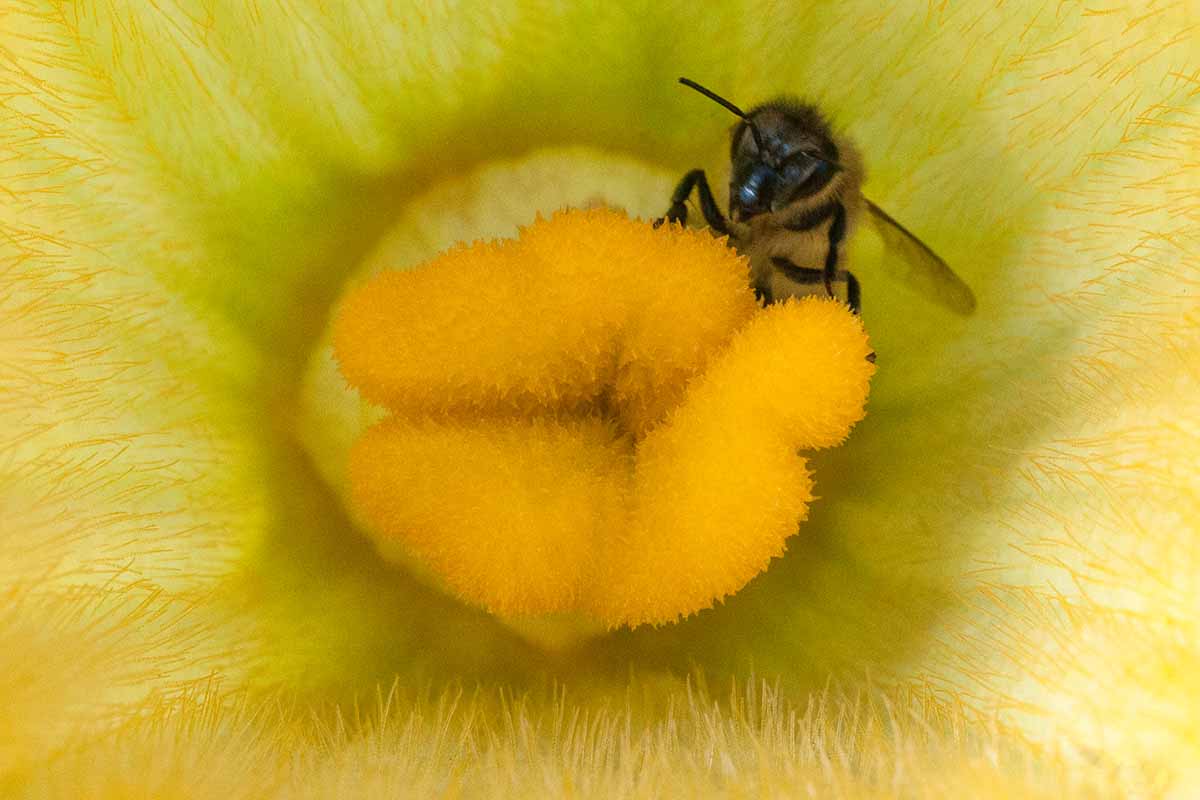 A close up horizontal image of a bee inside a zucchini flower.