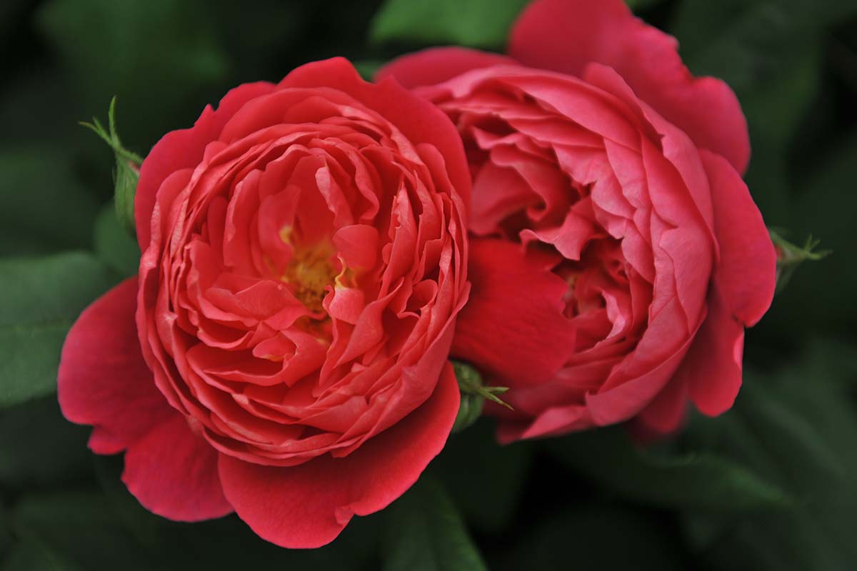 A close up horizontal image of bright red 'Benjamin Britten' flowers pictured on a soft focus background.