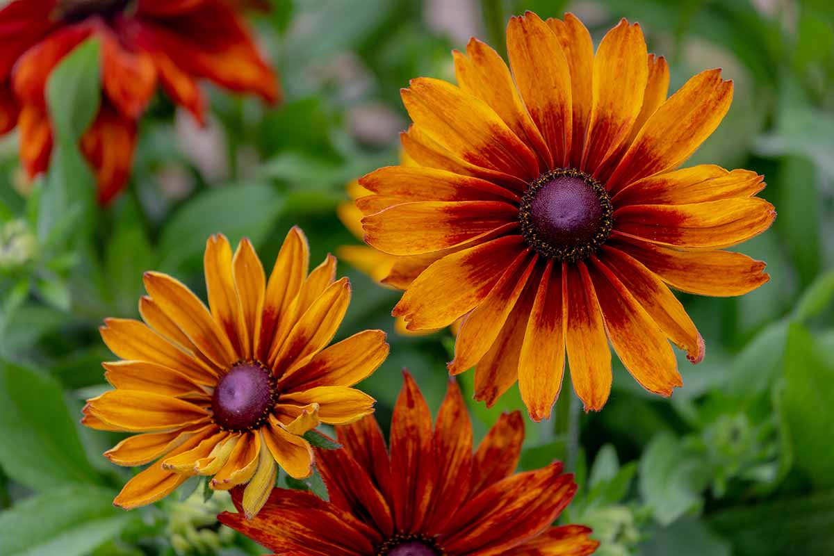 A close up horizontal image of black-eyed Susan flowers growing in the garden pictured on a soft focus background.