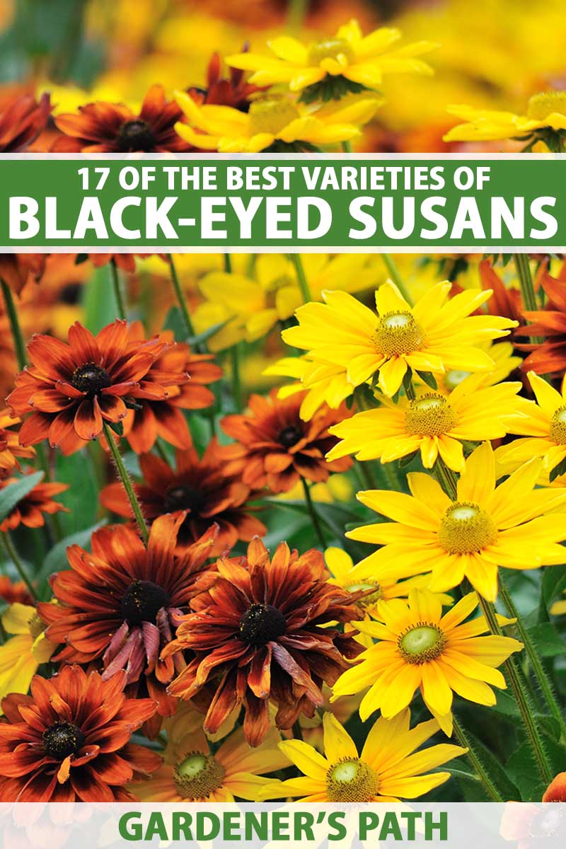 A close up vertical image of yellow and bicolored black-eyed Susan flowers growing in the garden pictured in light sunshine on a soft focus background. To the top and bottom of the frame is green and white printed text.