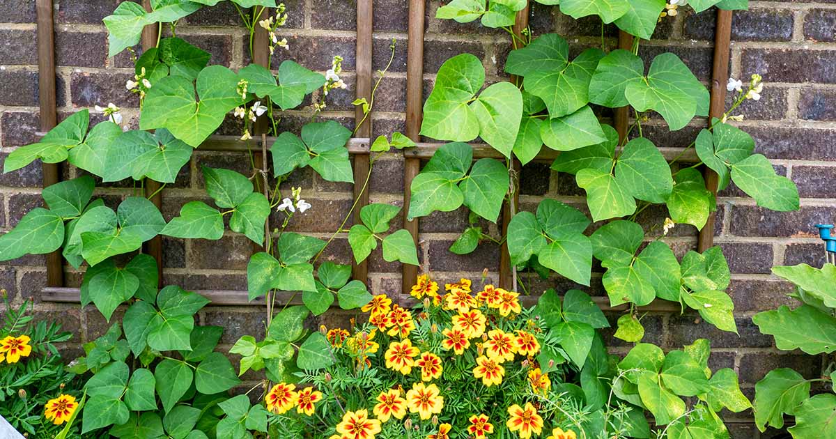 Image of Companion planting with green beans and nasturtiums