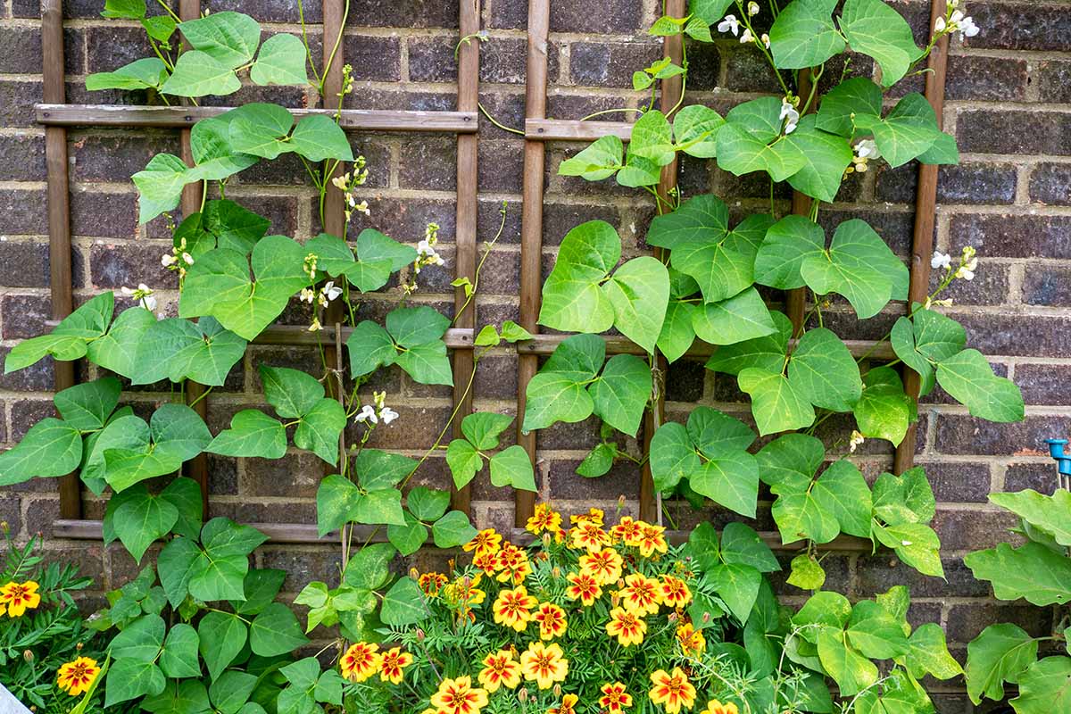 A horizontal image of bean plants growing up trellis attached to a brick wall with marigold flowers growing at the base of the vines.