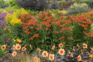 A horizontal image of a colorful garden border with dahlias and a variety of other flowering companions.