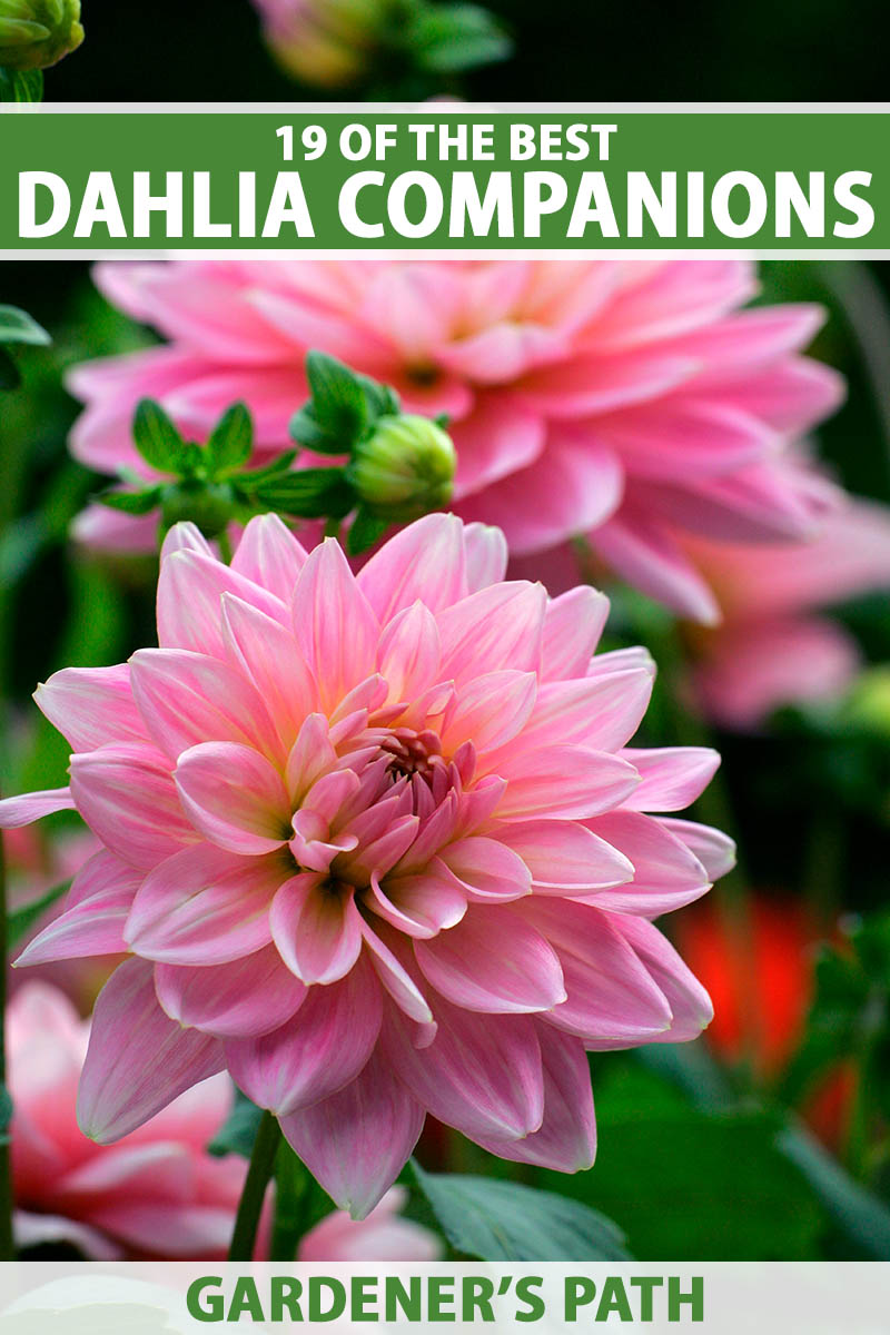A close up vertical image of pink dahlias growing in the garden pictured on a soft focus background. To the top and bottom of the frame is green and white printed text.