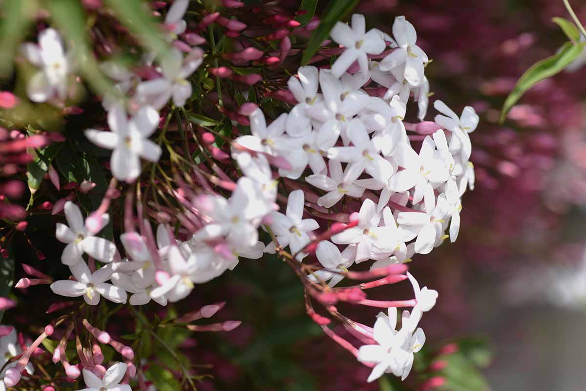 A close up horizontal image of jasmine flowers growing in the garden pictured in light sunshine on a soft focus background.