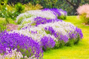 A horizontal image of a border with purple and white lavender growing in a formal garden.
