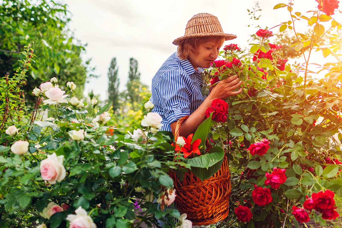 A horizontal image of a gardener smelling fragrant red roses in the garden pictured in evening sunshine.