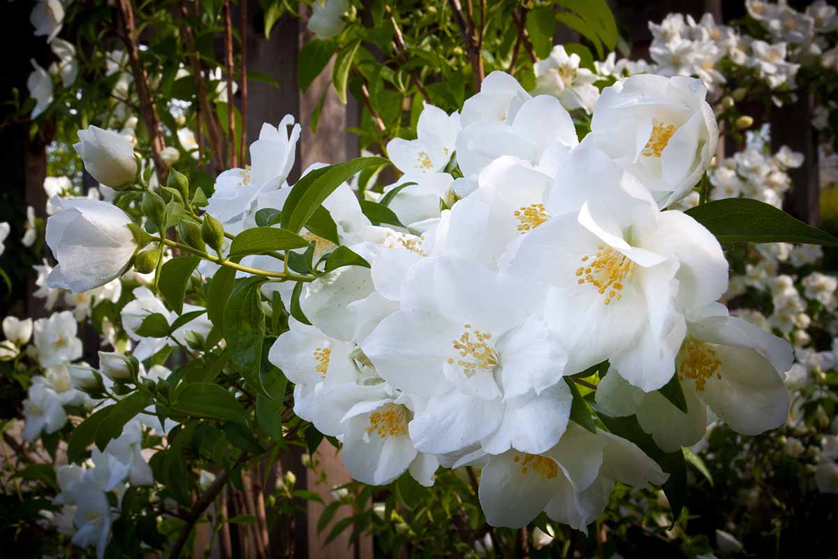 A close up horizontal image of white Knock Out roses growing in the garden pictured in light filtered sunshine.