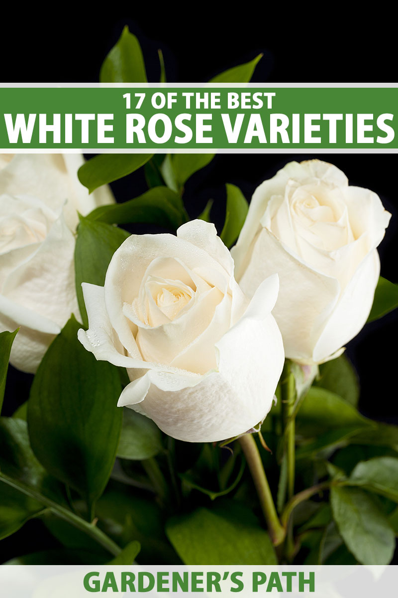 A close up vertical image of white roses in a vase pictured on a dark soft focus background. To the top and bottom of the frame is green and white printed text.