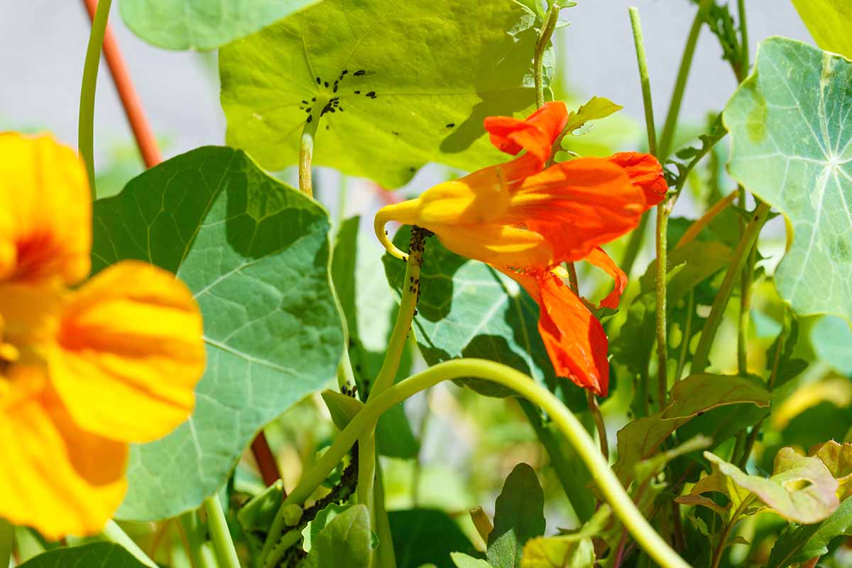 Dealing with common pests and diseases in Nasturtium plants