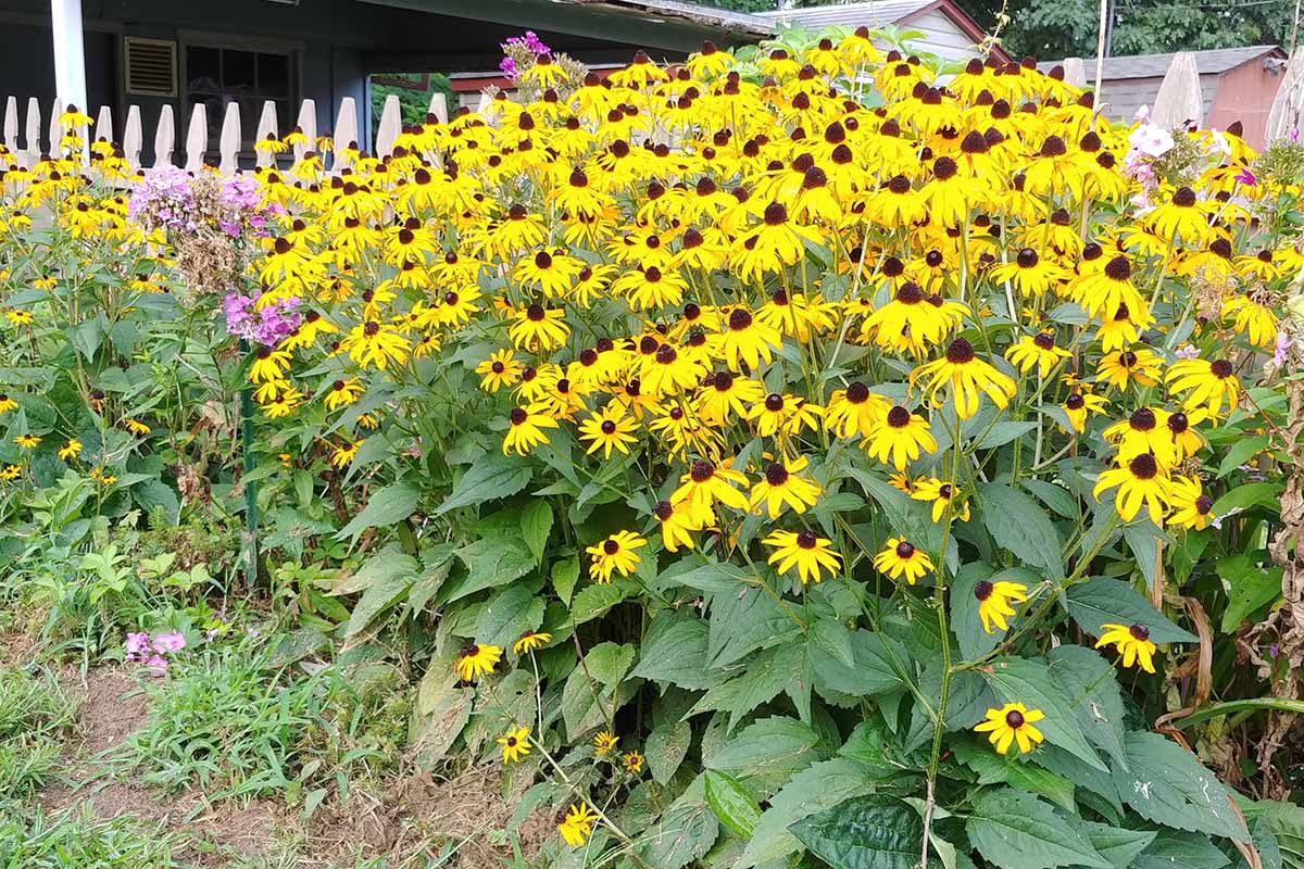 A horizontal picture of a colorful garden border with a mass of black-eyed Susan flowers by a picket fence.