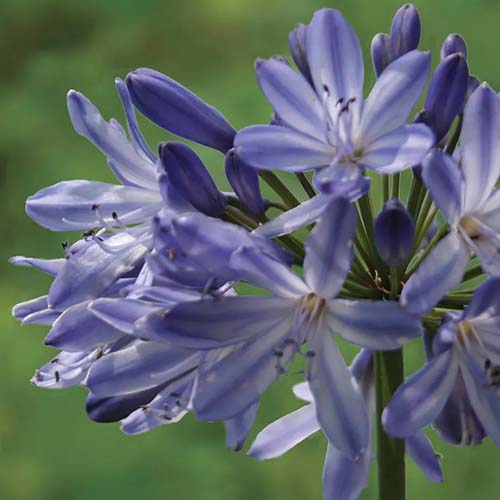 A close up of a 'Blue Heaven' agapanthus flower pictured on a soft focus background.