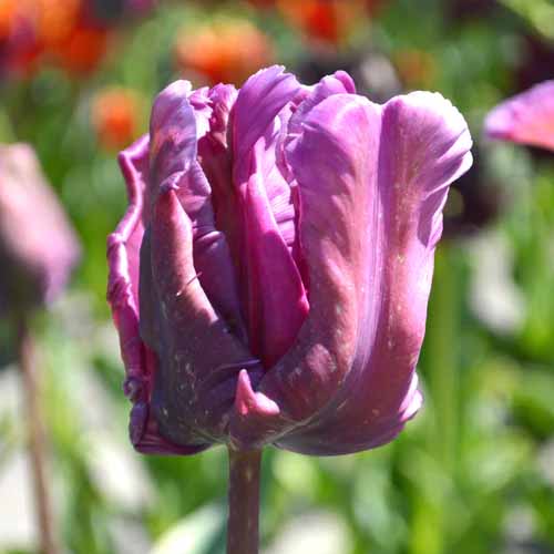 A close up square image of a 'Blue Parrot' tulip pictured in bright sunshine on a soft focus background.