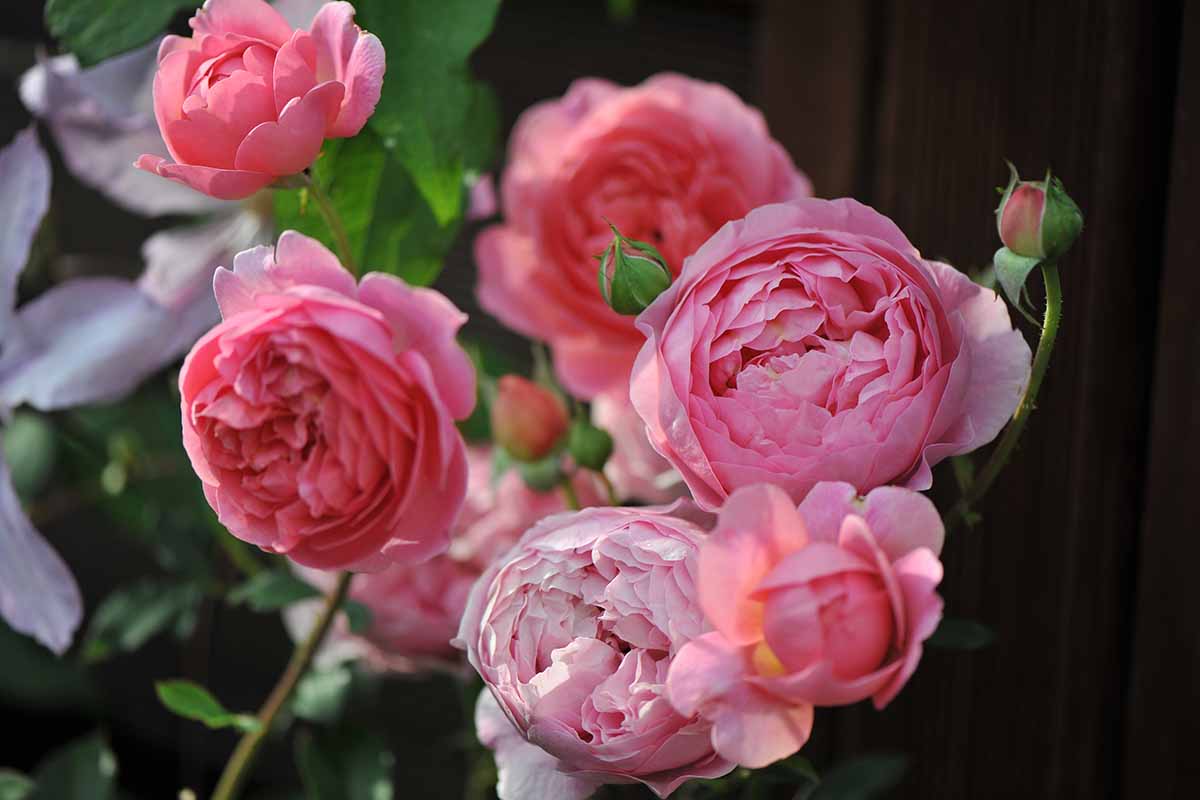 A close up horizontal image of pink 'Boscobel' roses growing in front of a wooden fence.