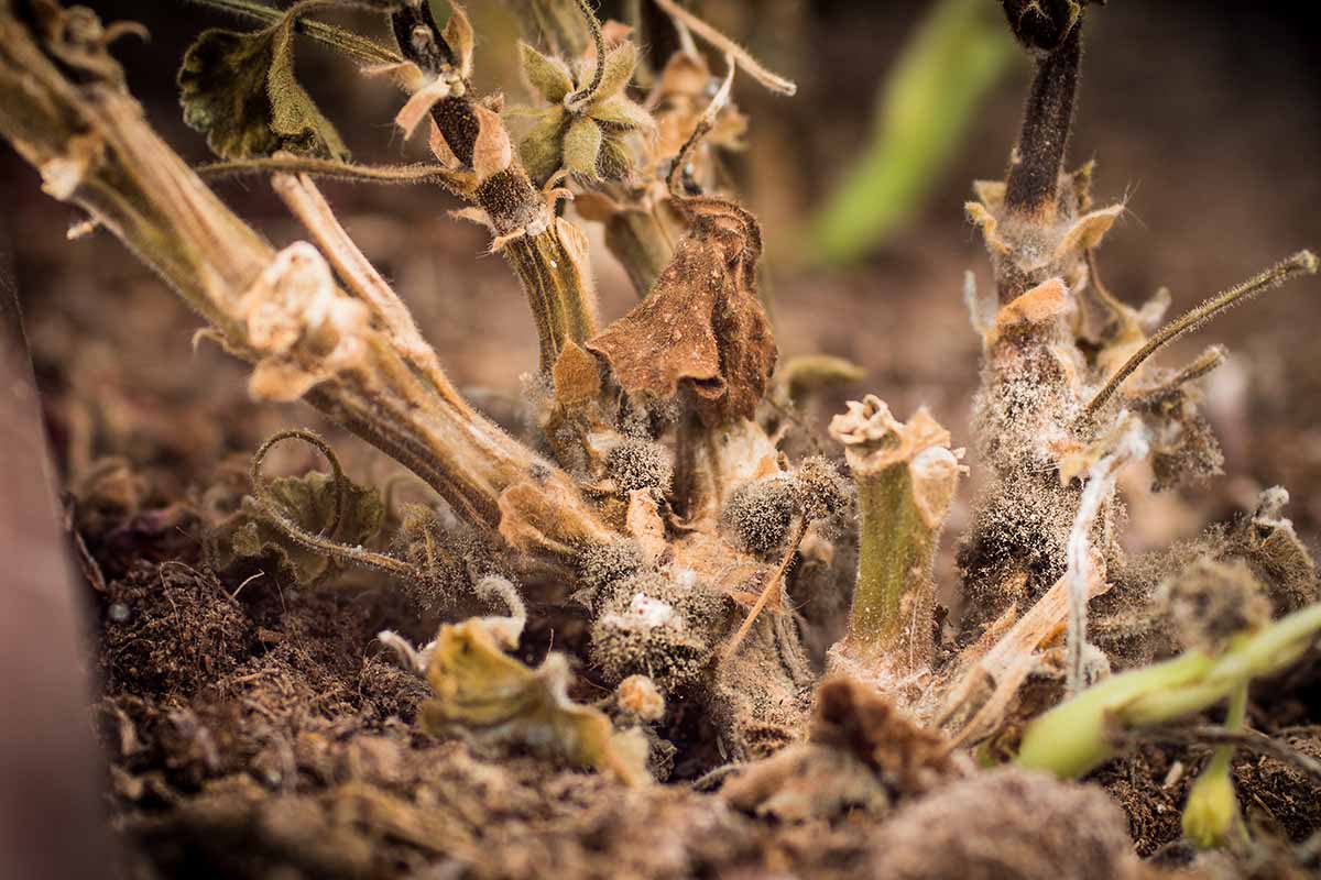 A close up horizontal image of a plant suffering from Botrytis blight.