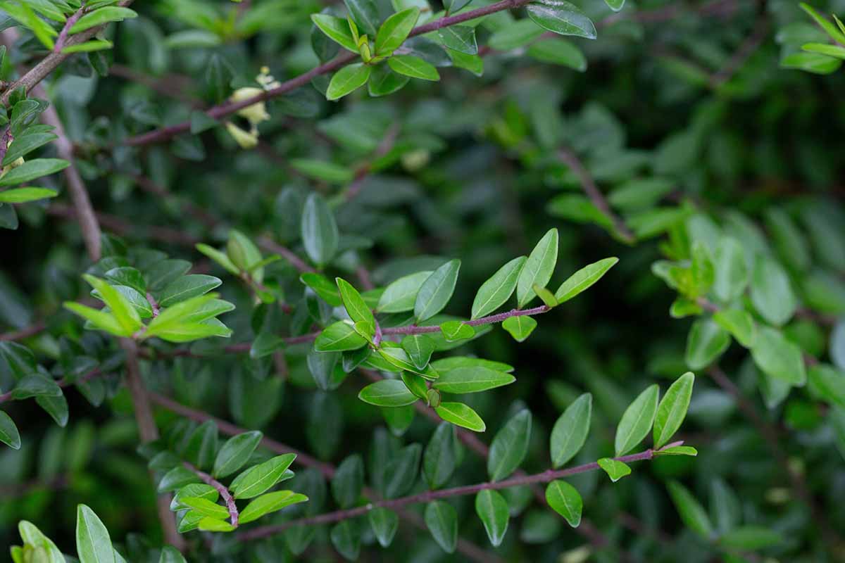 A close up horizontal image of the foliage of box-leaf honeysuckle growing in the garden.