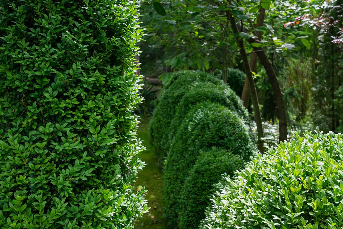 A horizontal image of boxwood hedging in the backyard.