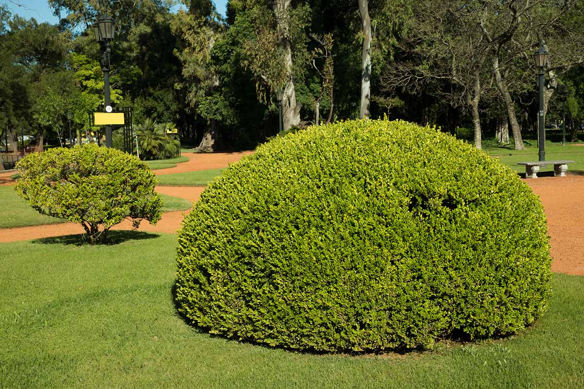 A horizontal image of a dome-shaped boxwood shrub growing in a park with trees in the background.