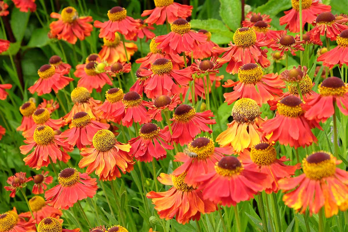 A close up horizontal image of bright red and orange sneezeweed flowers growing en mass in the summer garden.