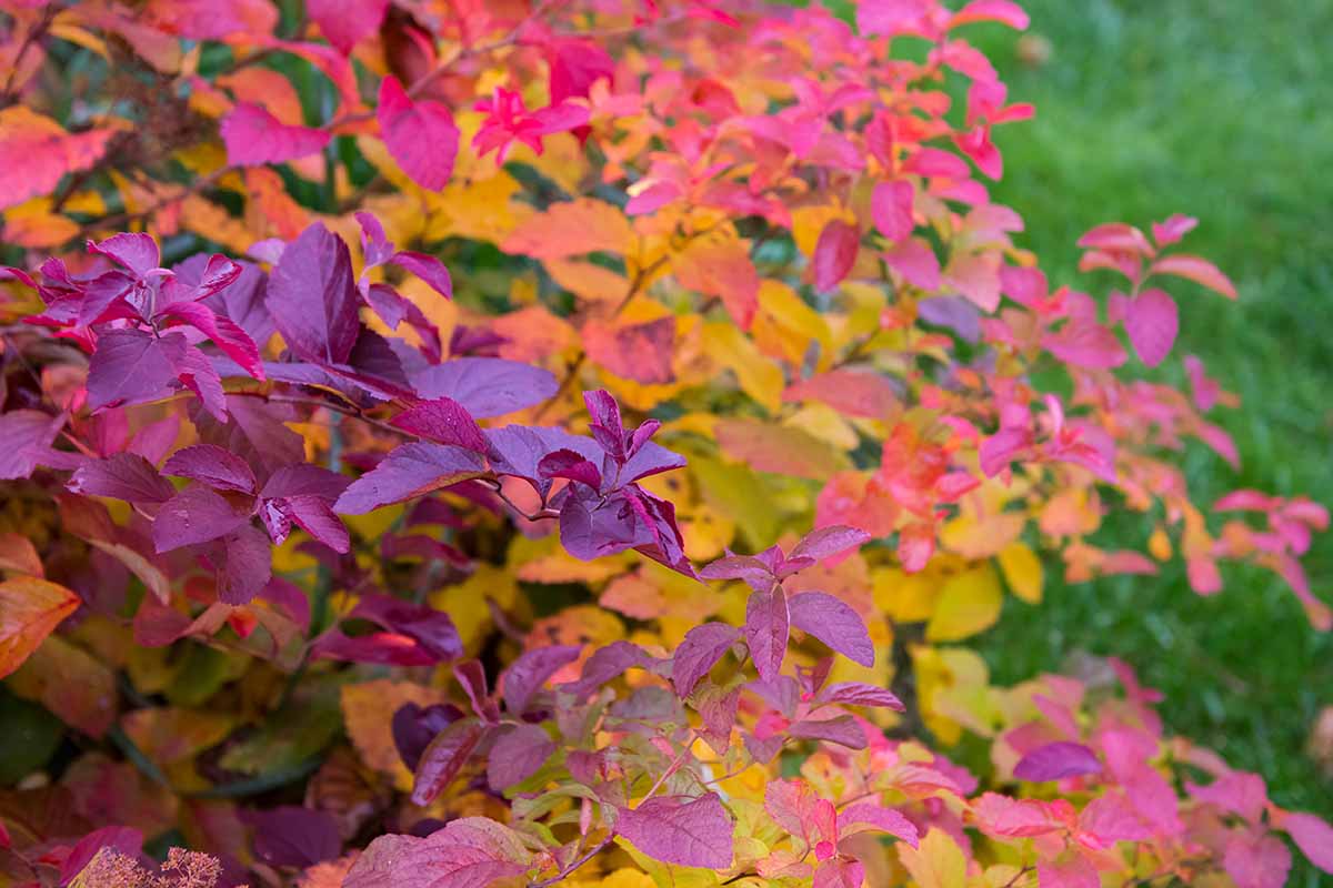 A close up horizontal image of the bright and deep red fall foliage of a spirea shrub.