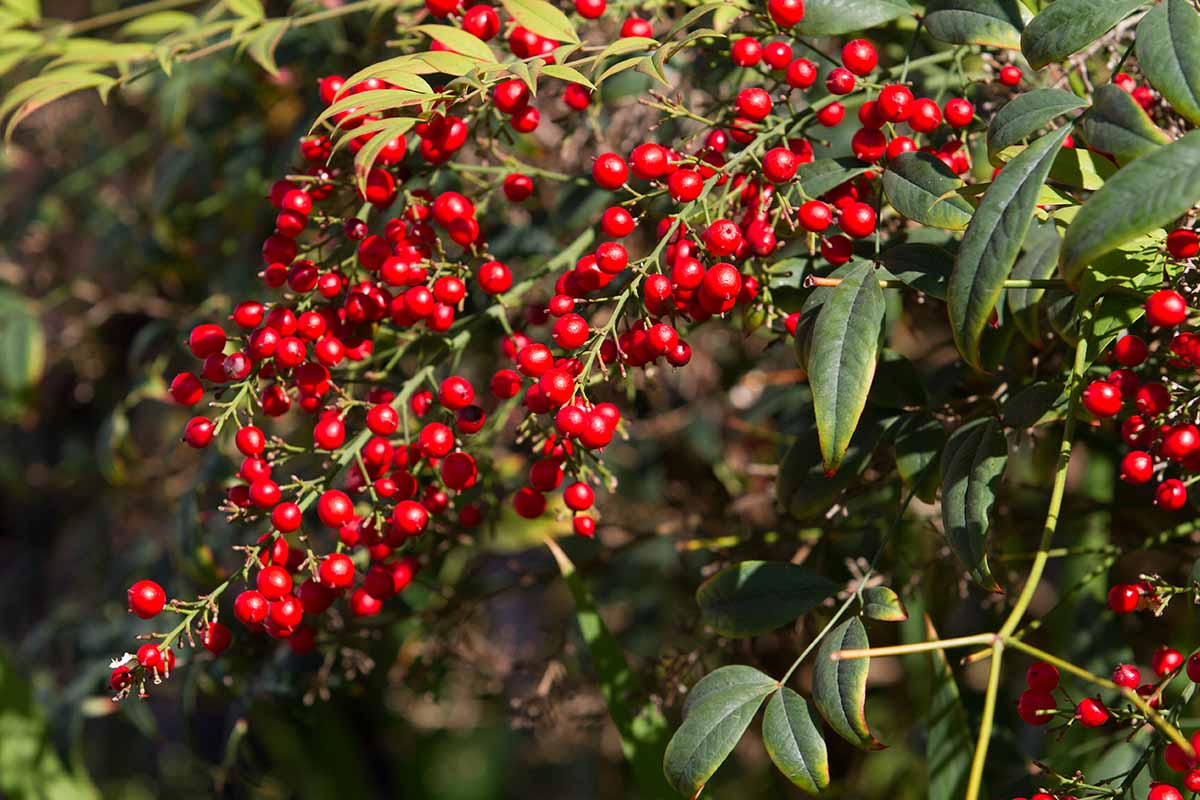 A close up horizontal image of the bright red berries on a heavenly bamboo (Nandina domestica) plant.