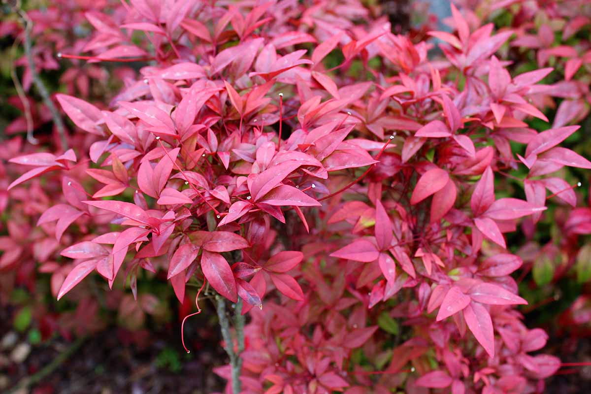 A close up horizontal image of bright red heavenly bamboo (Nandina domestica) growing in the garden.