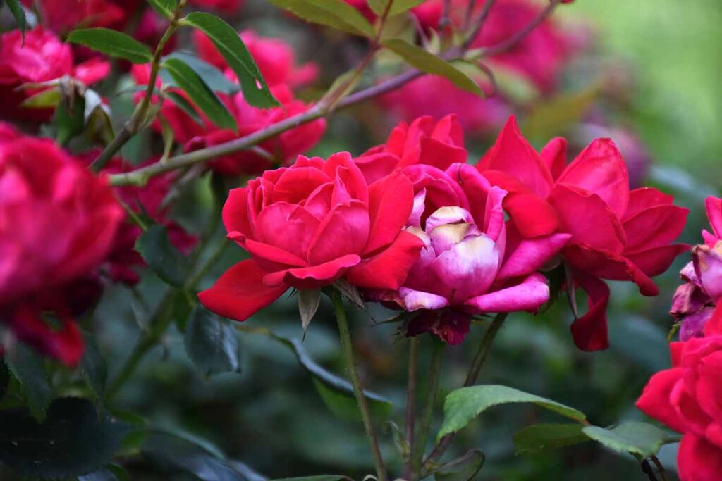 Tips For Growing Knock Out Roses Gardeners Path