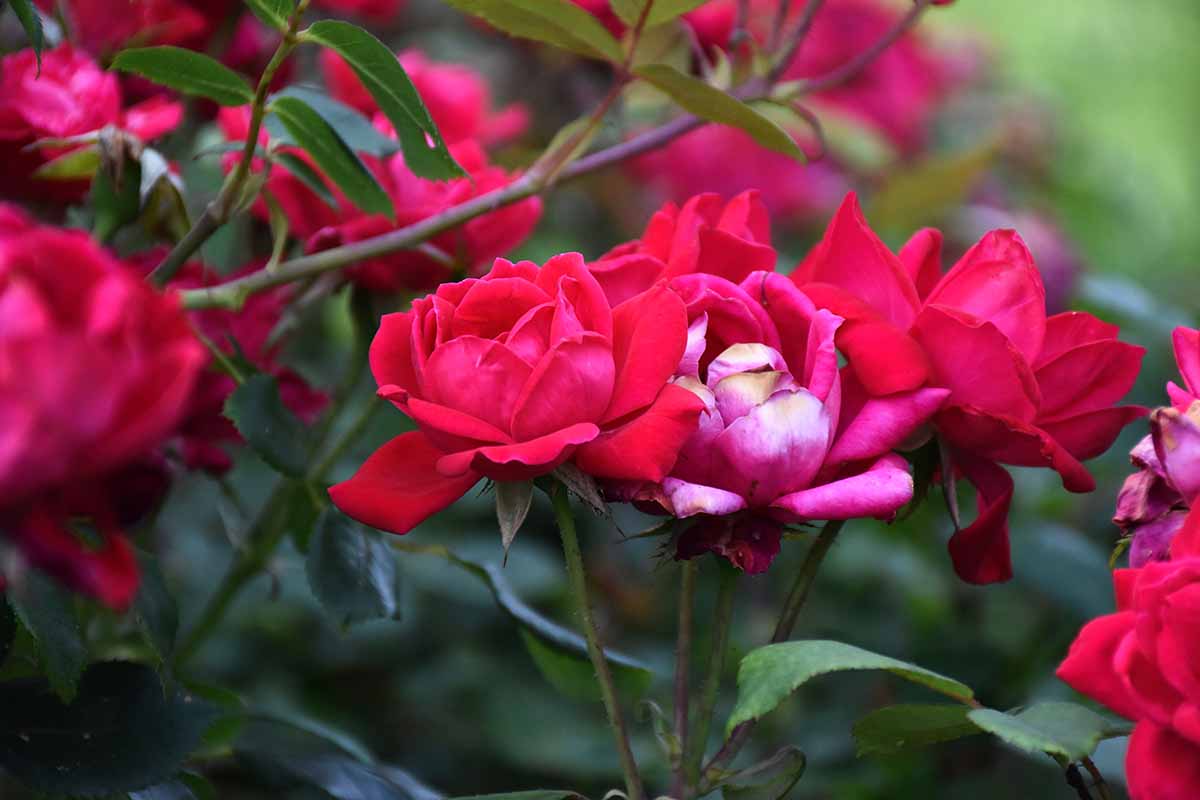 A close up horizontal image of bright red roses growing in the garden pictured on a soft focus background.