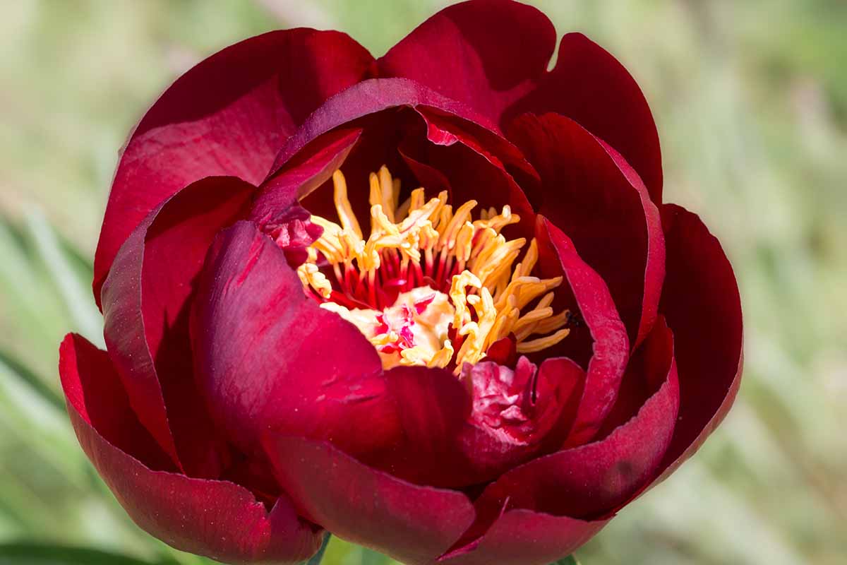 A close up horizontal image of a bright red Paeonia 'Buckeye Belle' flower pictured on a soft focus background.