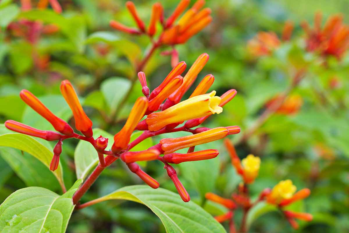 A close up horizontal image of the bright red, yellow, and orange flowers of the firebush shrub (Hamelia patens) pictured on a soft focus background.