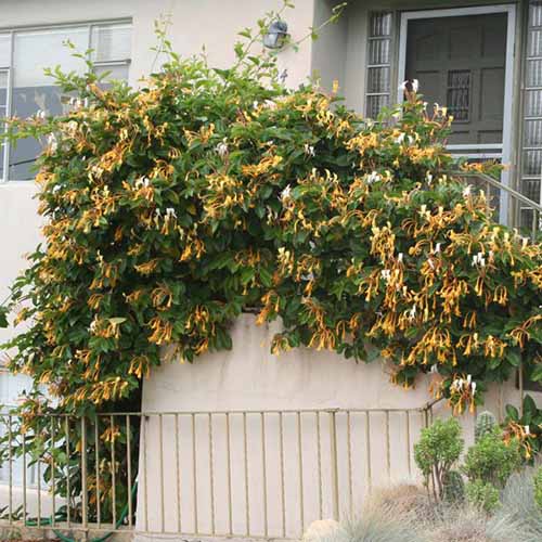 A square image of a large Burmese honeysuckle growing outside a residence.