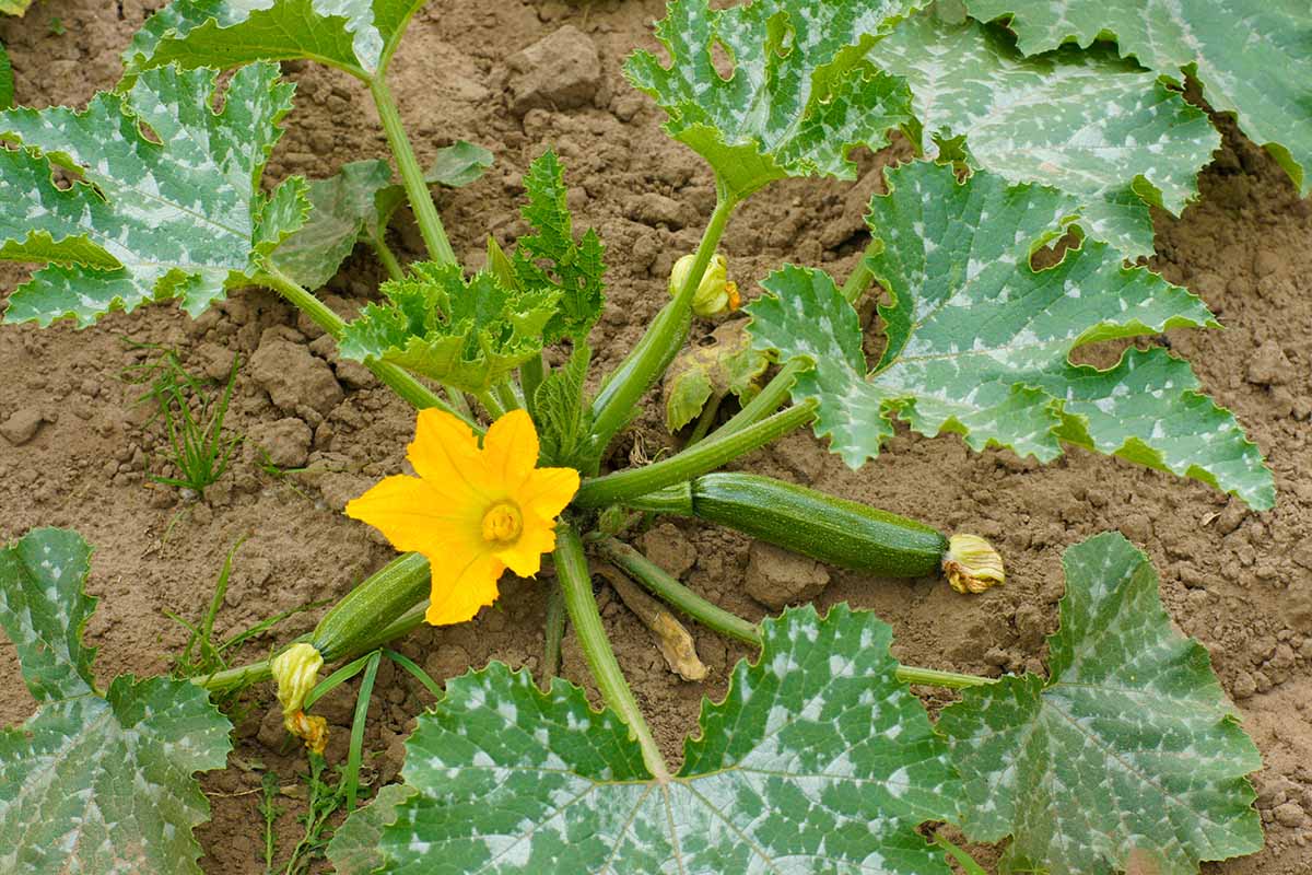 A close up horizontal image of a bush summer squash plant growing in the garden with developing fruits and yellow flowers.